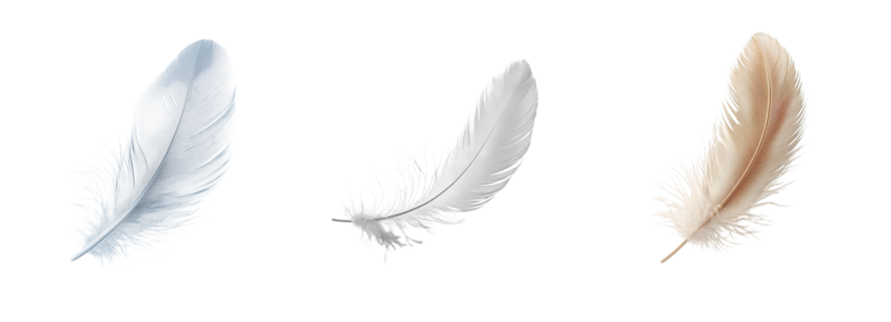 Set of Feathers on transparent background