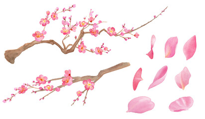 梅の花の水彩イラスト。紅梅。花びらと枝のセット。