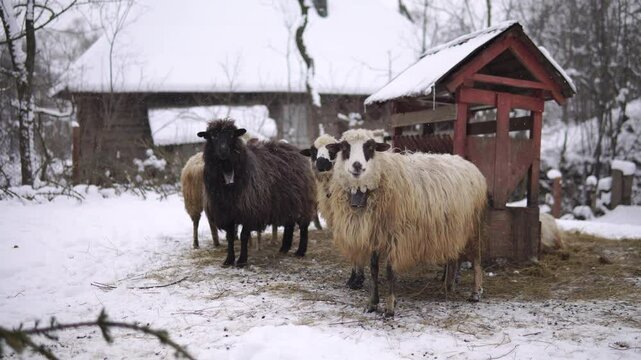 Several longhaired sheeps outdoor in the village in winter with snowing
