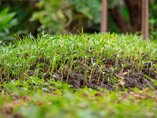 green grass in the garden