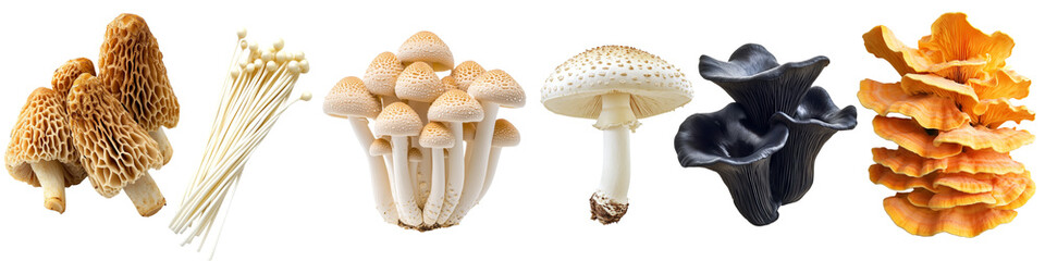 Obraz premium Variety of Wild Mushrooms – Edible and Poisonous Fungi Collection