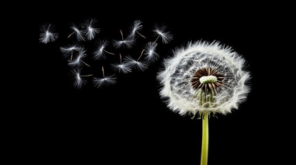 Delicate dandelion seed head as its fluffy white seeds are blown away by the wind
