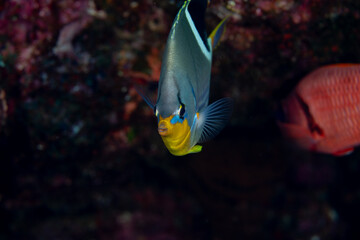 セグロチョウチョウウオ　小笠原　東京都