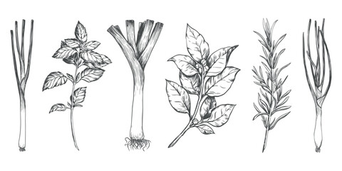 Vector set of culinary herbs: rosemary, bay leaf, basil, leek, green onion. Engraving style illustration with kitchen herbs and spices. Italian and Mediterranean ingredients. Line sketch.