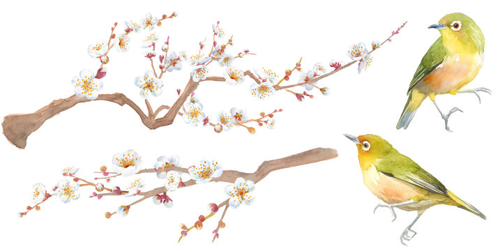 早春の花：白い梅の花の水彩イラスト。枝と小鳥（メジロ）のセット。