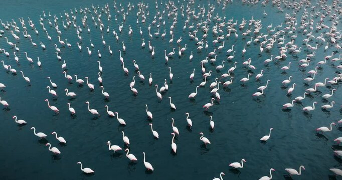 Flamingos gathered at Lake Eber in perfect alignment and graceful stance. The drone camera glides over the water, revealing the dynamics of movement within the flock.