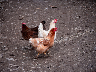 Three free-range chickens roam a dirt path, their brown, white, and red feathers contrasting with the rugged terrain, evoking the rustic setting of a farm and simple country life.