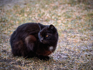 A black and brown feral cat sits on a grassy patch, gazing to the side with alert eyes. Its thick...