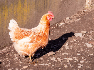 A brown hen with vibrant feathers stands in a muddy farmyard. The sunlight highlights its plumage, creating a rustic countryside scene of free-range poultry and traditional farming life.