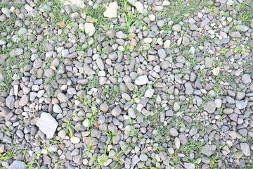 Small gravel texture with new green grass growing in the gaps