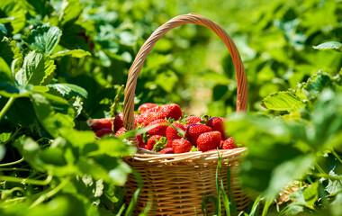 ripe juicy red strawberries in a basket 