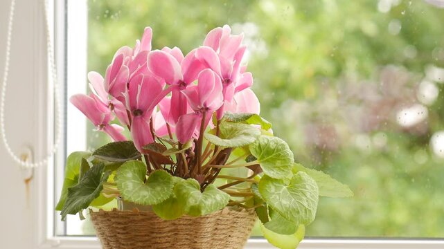 Blooming cyclamens on the windowsill.