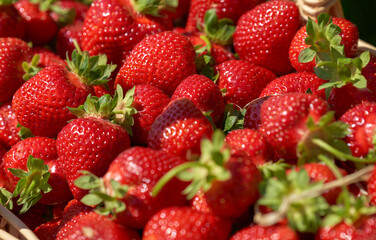 ripe juicy red strawberry close-up illuminated by the bright sun picked in the field 
