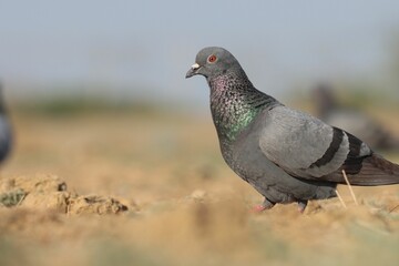 Pigeon with iridescent feathers on sandy ground.