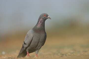 Close-up of a pigeon on grass.