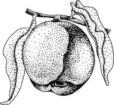 Peach engraving vector. Apricot illustrations in hand drawn doodle style. Whole peaches, sliced peaches, slices, fruit on a branch, leaves.	