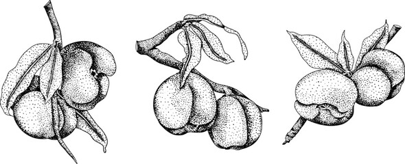 Peach engraving vector. Apricot illustrations in hand drawn doodle style. Whole peaches, sliced peaches, slices, fruit on a branch, leaves.	