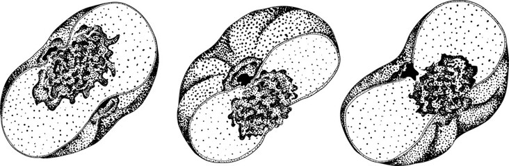 Peach engraving vector. Apricot illustrations in hand drawn doodle style. Whole peaches, sliced peaches, slices, fruit on a branch, leaves.	