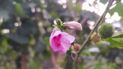 pink flowers in the garden