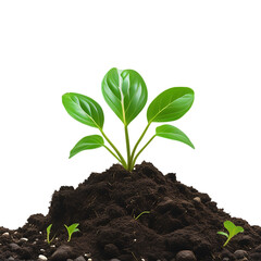Plant of citrus tree growing from soil, transparent background