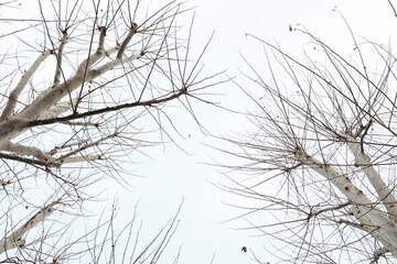 Barren trees stretching towards a bright sky.