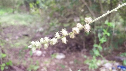 wild flowers in the forest