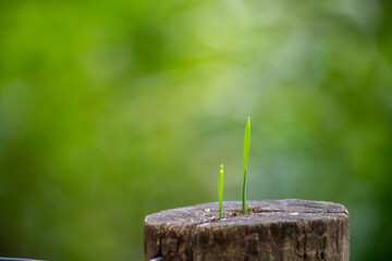 New Life on Old Wood
