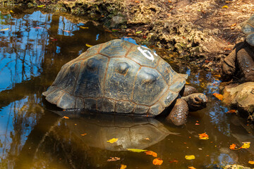 Aldabra giant tortoise on Prison island, Zanzibar in Tanzania