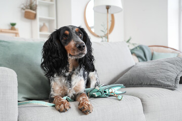 Naughty cocker spaniel with chewed bag lying on sofa at home