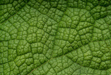 Obraz premium Close up of leaves to show their texture, for use as an illustration or background. Green leaf texture.