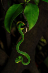 Male Wagler's Pit Viper (Tropidolaemus wagleri) is a species of venomous snake native to South East Asia i.e. Indonesia and Malaysia.