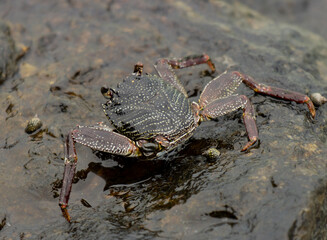 A crab is walking on a rock in the water
