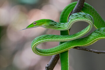 green snake on a branch
