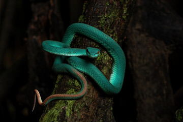 Blue White-lipped Pit Viper (Trimeresurus insularis) on tree branch in the rainforest. The species...
