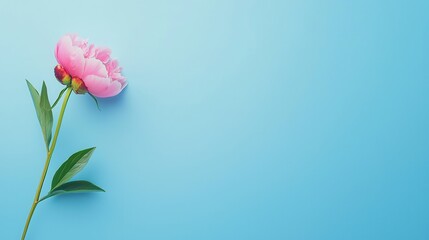 Fototapeta premium A powder-blue background with a single pink peony in full bloom, positioned elegantly at the edge