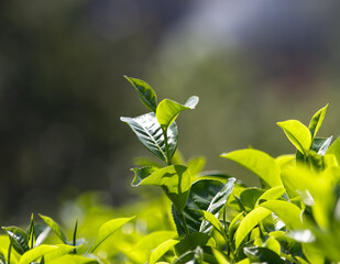 A leafy green plant with a single leaf on top