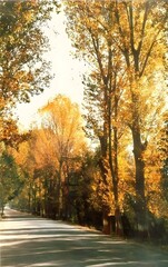 Fototapeta premium autumn trees in the park