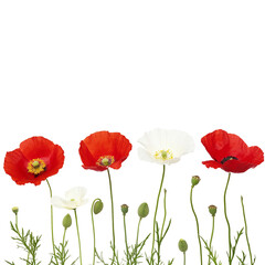 Naklejka premium Bright red and white poppy flowers with green stems and buds create vibrant display