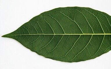 Obraz premium Close Up of a Single Green Leaf with Yellow Spots on White Background