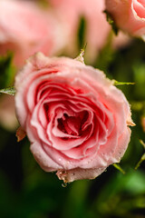 bush roses are pink with drops on a dark background