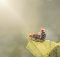 bug mating at the tip of a leaf