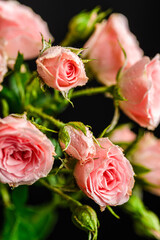 bush roses are pink with drops on a dark background