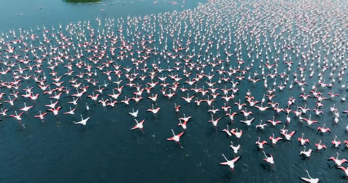 Tens of thousands of flamingos on the surface of Lake Eber create a magnificent visual feast offered by nature. While some glide gracefully over the water, others soar with their wings spread.