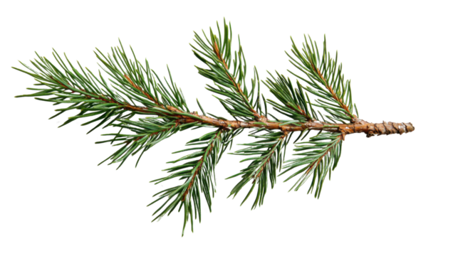 Fresh pine branch with transparent background for easy integration