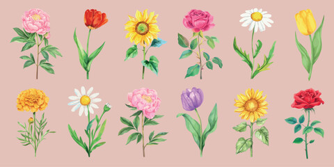 Colorful floral illustrations variety, element vector set