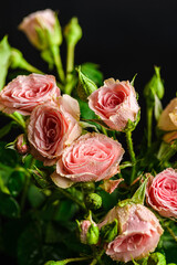 bush roses are pink with drops on a dark background