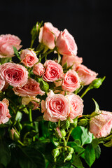 bush roses are pink with drops on a dark background