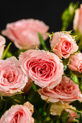 bush roses are pink with drops on a dark background