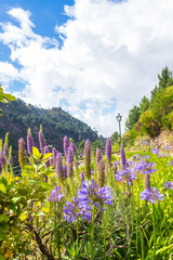 Purple flowers Pride of Madeira (Echium candicans) and Common agapanthus (Agapanthus praecox), also known as blue lily, African lily, or lily of the Nile in mountains of Madeira island, Portugal