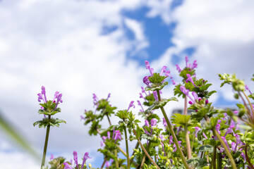 晴れた空とホトケノザ